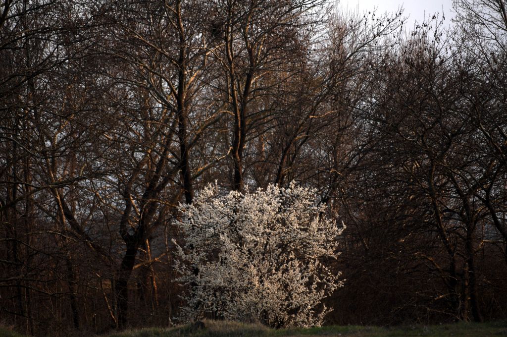 Δενδροφύτευση στο Δάσος της Καισαριανής με τη στήριξη της HSBC