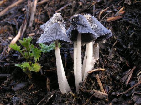 Υποσχόμενο αντιβιοτικό στην… κοπριά των αλόγων