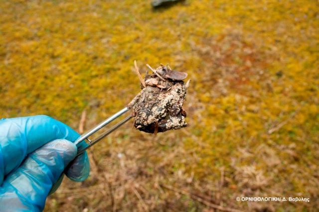 Ασυνείδητοι γέμισαν φόλες το Πανεπιστημιακό Δάσος Περτουλίου