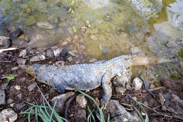 “Sifis the Crocodile” found dead in river dam near Rethymno
