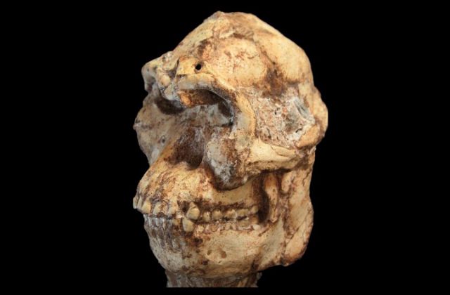 Ξάδελφος της «Λούσι» ίσως ήταν ο πραγματικός πρόγονός μας