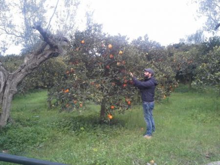 Τροφές από τη φύση απευθείας στο τραπέζι