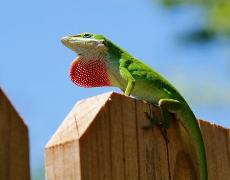 Η ρουλέτα της εξέλιξης