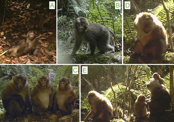 Νέο είδος μακάκου αναγνωρίστηκε από το ασυνήθιστο πέος του
