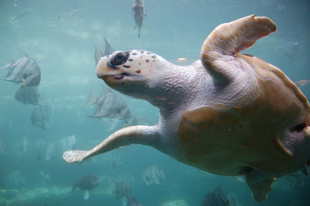 Πλαστικές σακούλες σκοτώνουν τις Caretta caretta στον Αμβρακικό