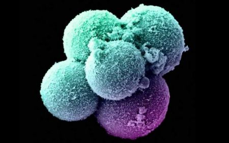 Διχασμένοι οι επιστήμονες για τη γενετική τροποποίηση εμβρύων