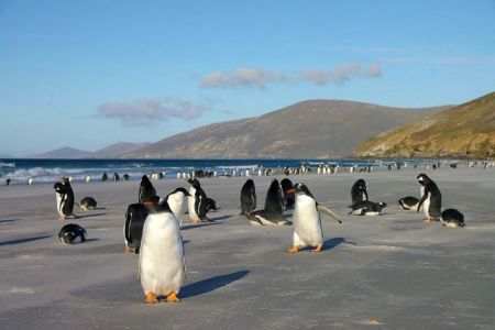 Οι πιγκουίνοι «χρησιμοποιούν κουτσουλιές για να λιώνουν το χιόνι»