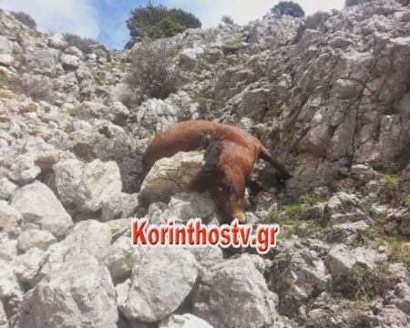 Πυροβόλησαν και σκότωσαν άλογα στην Κόρινθο