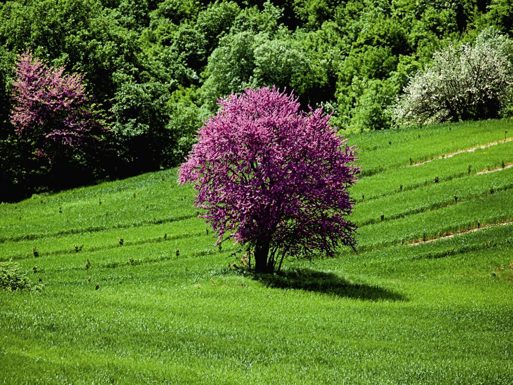 Οινοπαρμένοι στην Πιερία