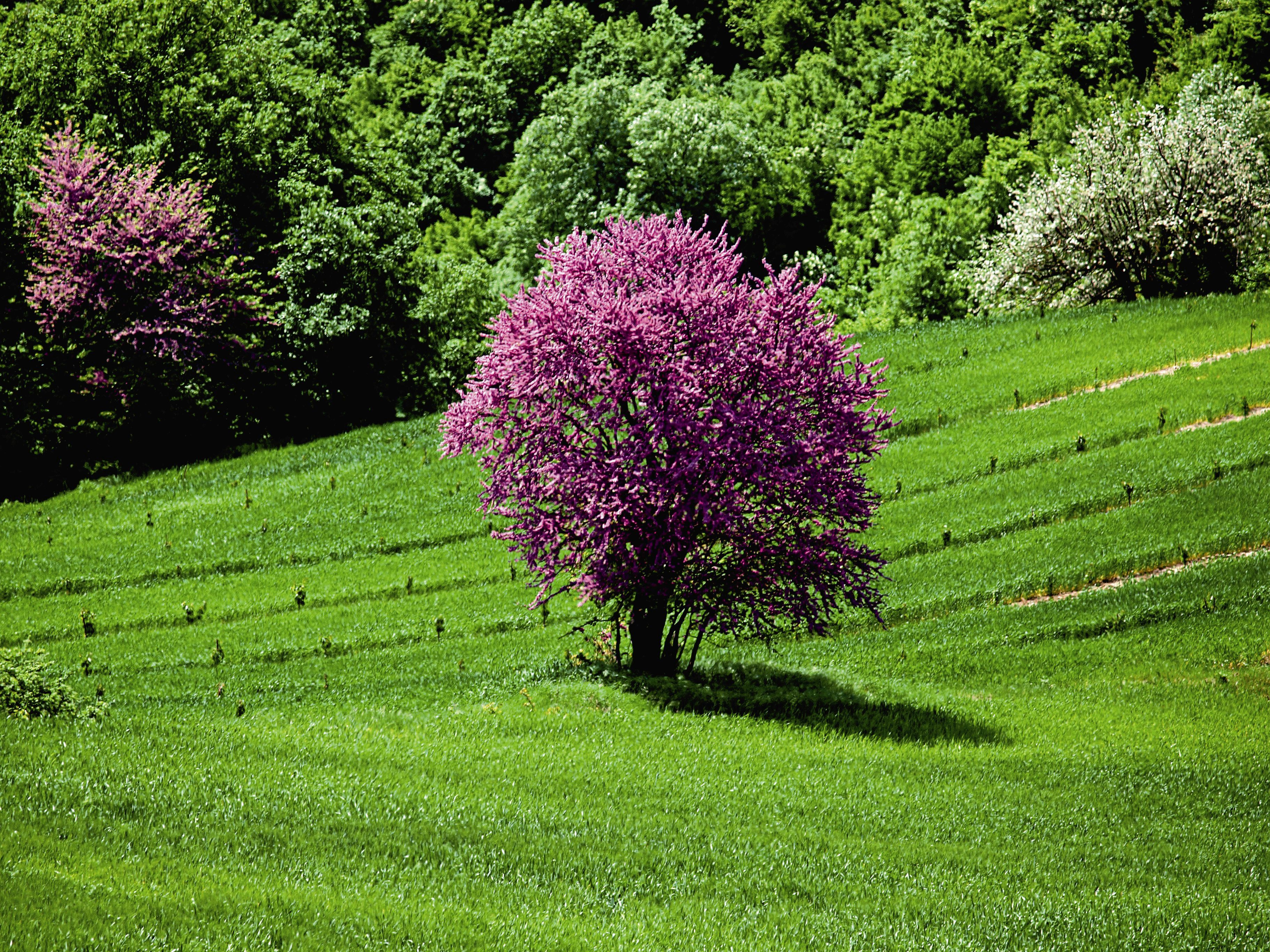 Οινοπαρμένοι στην Πιερία
