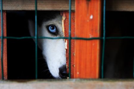 Ανθρωποι και ζώα: βίοι παράλληλοι στον θάνατο