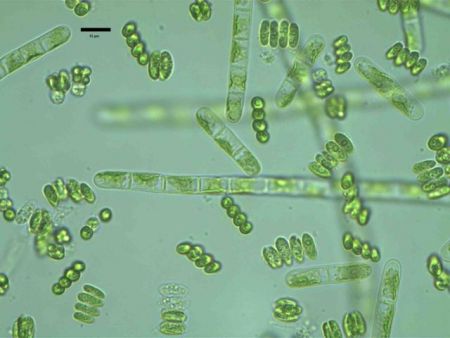 Φύκια στους δρόμους