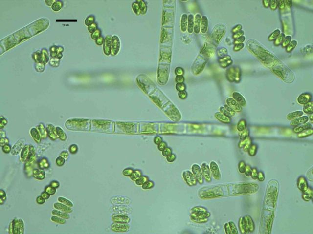 Φύκια στους δρόμους