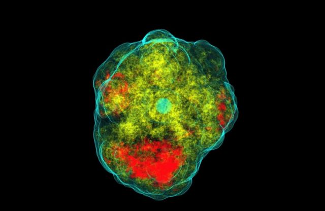 Τα σουπερνόβα εκρήγνυνται σαν στραβοχυμένοι λουκουμάδες