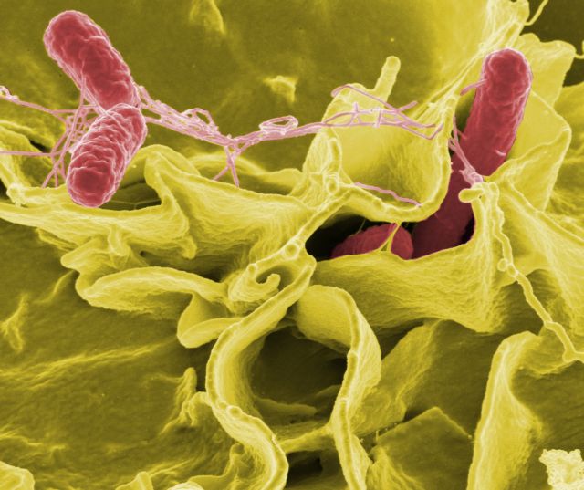 Πολυανθεκτικός τυφοειδής πυρετός εξαπλώνεται σε «σιωπηλή επιδημία»