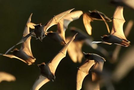 H μαγική πτήση των νυχτερίδων