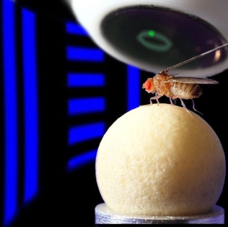 Βιολογικό GPS κρυβόταν στον εγκέφαλο της μύγας