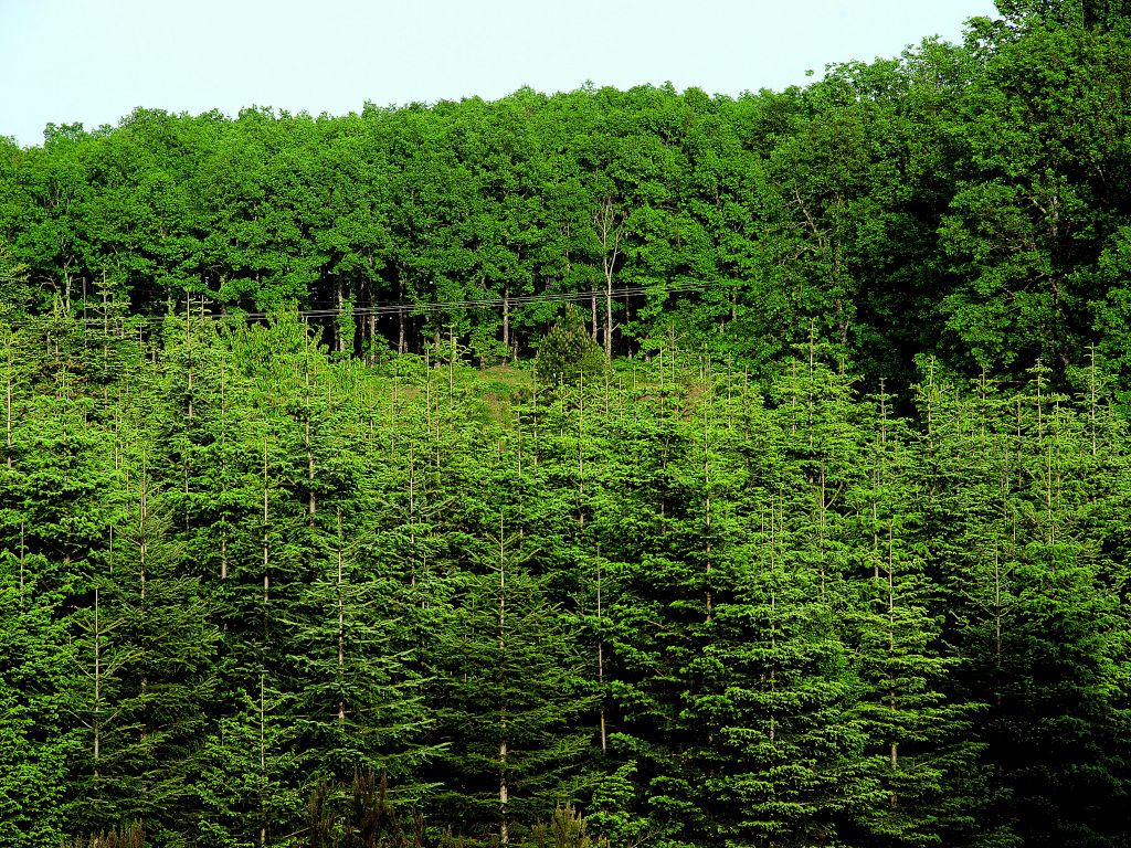Τα μυστικά του δάσους
