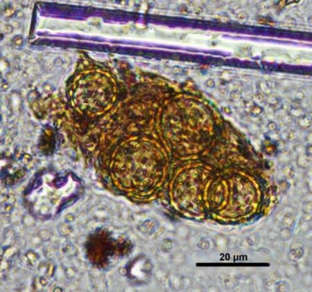 Λουλούδια σε παλαιολιθικό τάφο