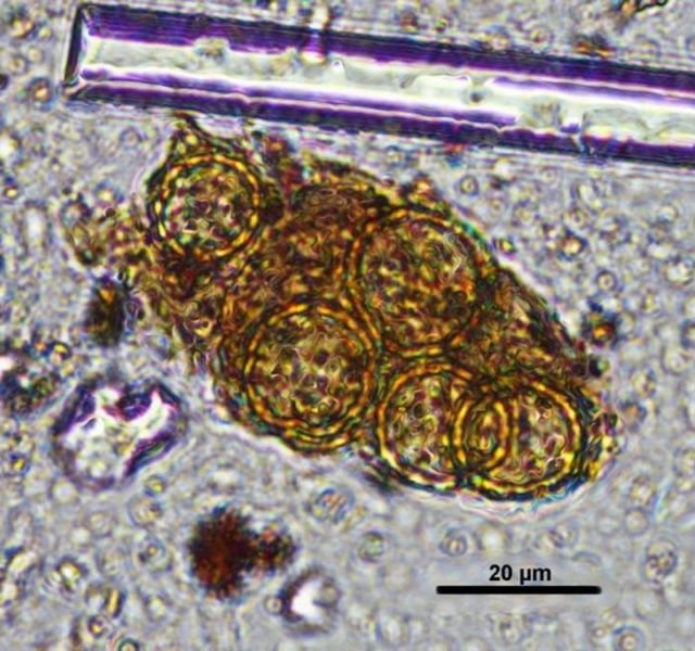 Λουλούδια σε παλαιολιθικό τάφο