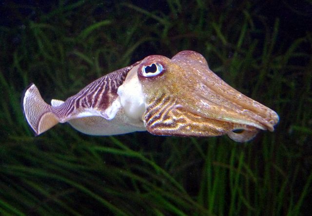 Η σουπιά αλλάζει χρώμα ακόμα και με κλειστά μάτια