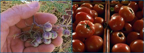 Πώς οι Αζτέκοι δημιούργησαν τη σημερινή ντομάτα | tovima.gr