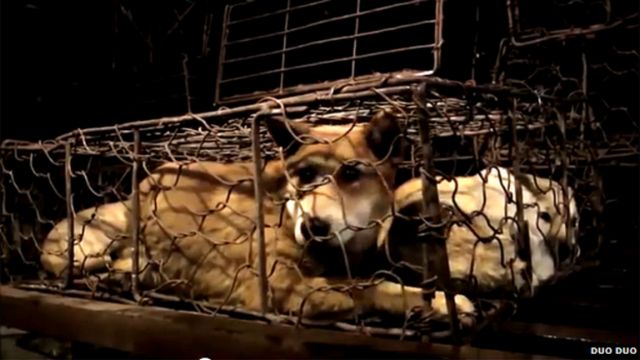 Κίνα: Οργή για την κατανάλωση σκύλων σε φεστιβάλ