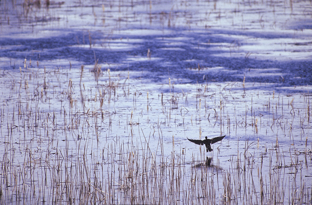 Η ελληνική φύση, προπύργιο της βιοποικιλότητας της Μεσογείου