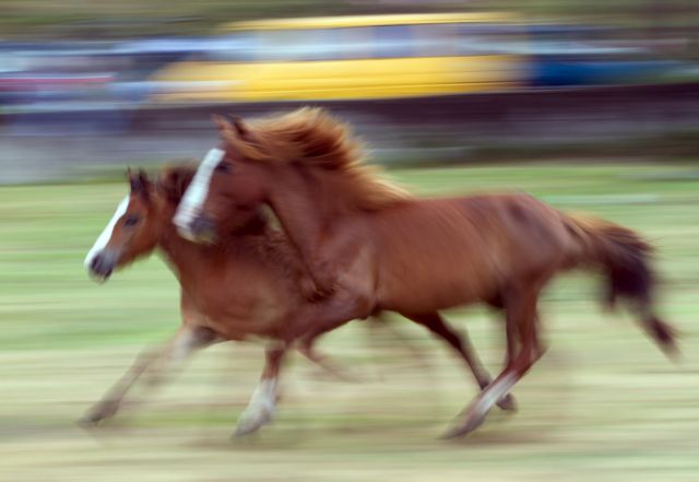 Νέο μυστήριο με την τοποθεσία της πρώτης εξημέρωσης των αλόγων