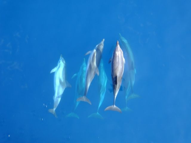 Δελφίνια και φάλαινες φυσητήρες στον κόλπο της Καβάλας