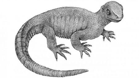 Θωρακισμένη σαύρα ήταν ο παππούς των σημερινών χελωνών