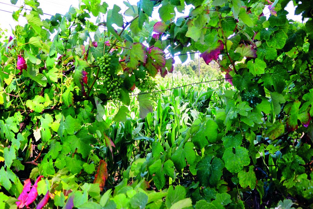 Κρασιά του κόσμου: Πράσινο κρασί