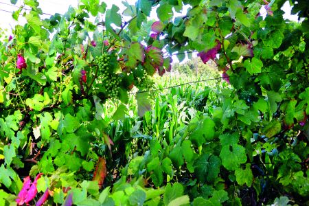 Κρασιά του κόσμου: Πράσινο κρασί