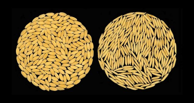 Ρύζι, η νέα σούπερ τροφή