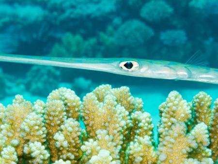 Τροπικά ψάρια κατακτούν τα νερά μας