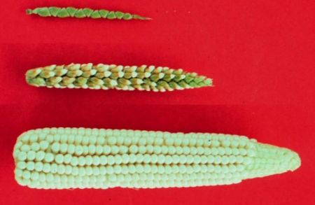 Πώς ένα αγριόχορτο μεταμορφώθηκε στο καλαμπόκι