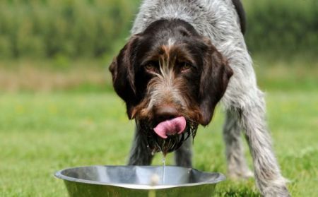 Ποτίστρες για τα αδέσποτα της πόλης από το Δήμο Αθηναίων