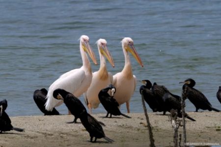 Φώλιασαν ροδοπελεκάνοι στην Κάρλα για πρώτη φορά