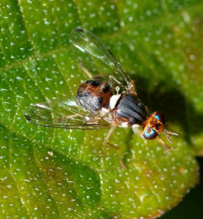 Ο δάκος απειλεί την ελαιοπαραγωγή