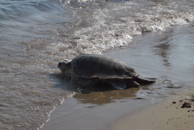 Νεκρές θαλλάσσιες χελώνες στο Πόρτο Λάγος και στον Αγιόκαμπο
