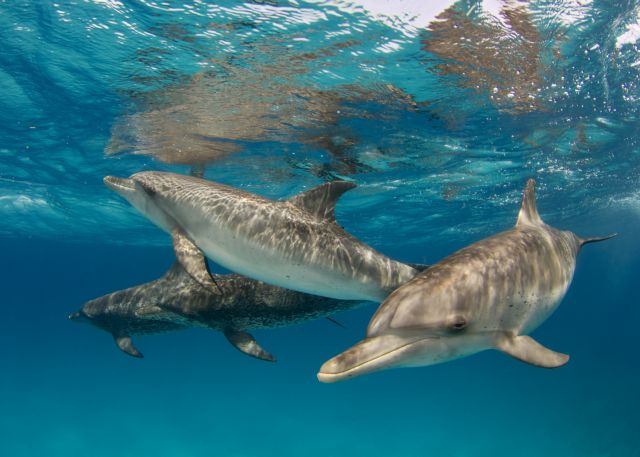 Τα δελφίνια κάνουν μπέιμπι σίτινγκ