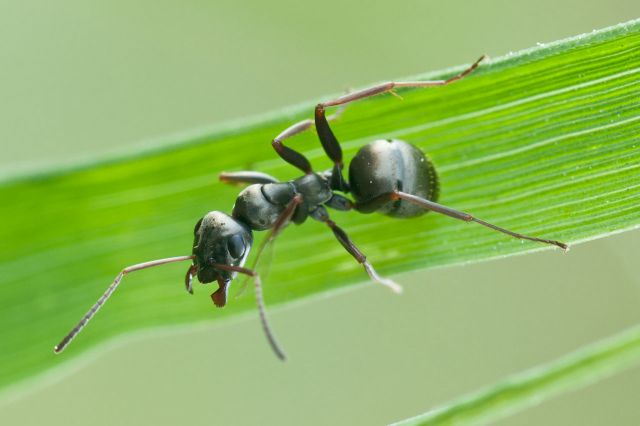 Μυρμήγκια πίνουν οξυζενέ για να απαλλαγούν από μυκητιάσεις