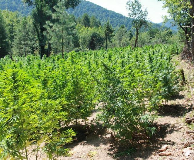 Κορινθία: Μεγάλη φυτεία δενδρυλλίων χασίς σε δύσβατη δασώδη περιοχή