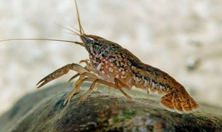 Γενετικό ατύχημα δημιούργησε μια… φυλή παρθένων