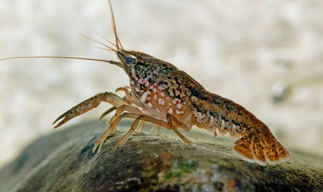 Γενετικό ατύχημα δημιούργησε μια… φυλή παρθένων