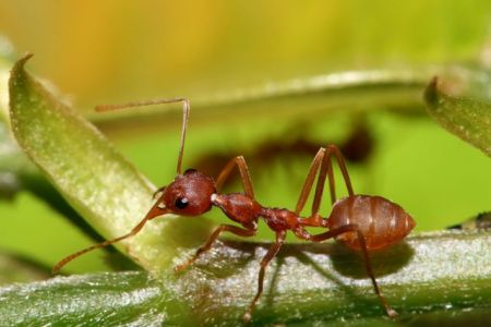 Μυρμήγκια της αγροτιάς καταργούν την ανάγκη για εντομοκτόνα