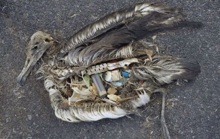 Τα περισσότερα θαλασσοπούλια έχουν πλαστικά στο στομάχι