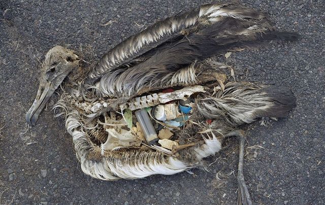 Τα περισσότερα θαλασσοπούλια έχουν πλαστικά στο στομάχι