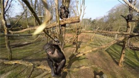 Πανούργοι χιμπατζήδες καταρρίπτουν drone
