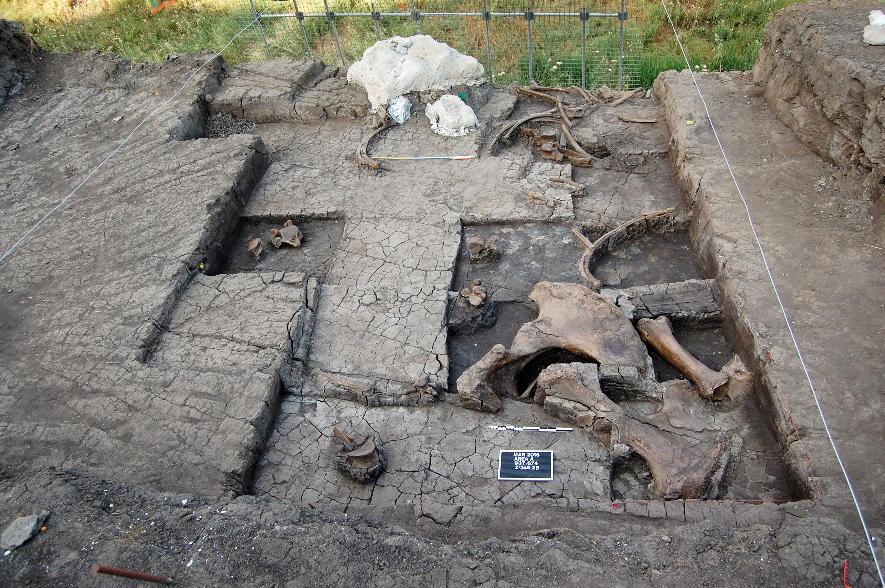 Παλαιολιθικό «σφαγείο ελεφάντων» αποκαλύφθηκε στο λιγνιτωρυχείο Μεγαλόπολης